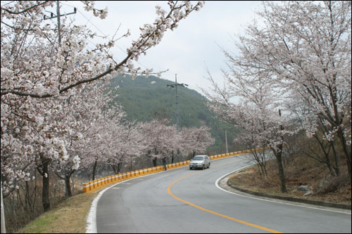 합천호 백리벚꽃길에 벚꽃이 만개했다 